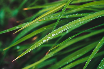 Fototapeta na wymiar Beautiful vivid shiny green grass with dew drops close-up with copy space. Pure, pleasant, nice greenery with rain drops in sunlight in macro. Background from green textured plants in rain weather.