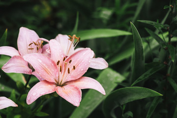 Beautiful flowering pink lily in macro. Amazing picturesque wet blooming flower close-up. Raindrops on colorful plant. Wonderful european perfume flower with dew drops. Droplets on pink petals.