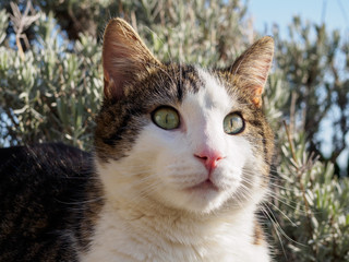 Hauskatze 7