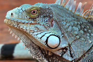 Iquana on the Caribbean Island of Bonaire 