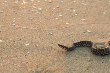 海辺のヘビ