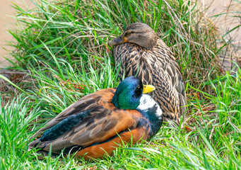 Brütende Enten