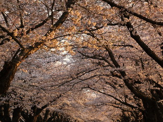 春の桜並木