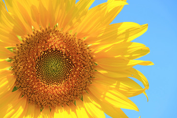 Obraz premium Vibrant Yellow Full Blooming Sunflower on Background of Blue Sky 
