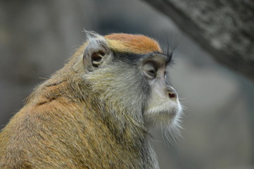 A Patas Monkey