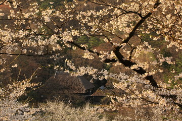 春のかやぶき古民家