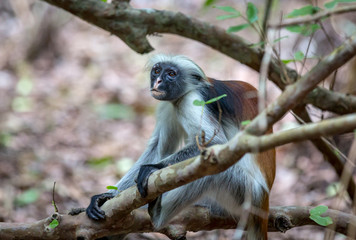 Funny Red Colobos monkey