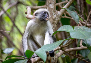 Funny Red Colobos monkey in forest