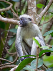 Red Colobos Monkey in forest