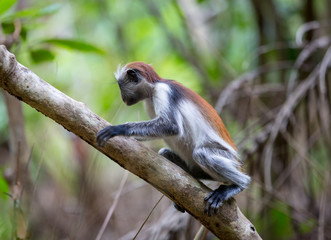 small monkey on tree