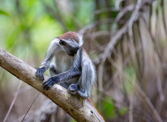 Young mounkey in forest