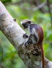 small red colobo monkey in Zanzibar Forest