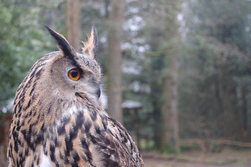 portrait of an eagle owl