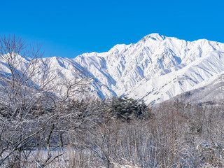 長野県白馬村 雪山の雪景色