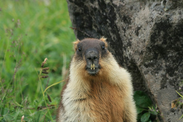 Black-capped Marmot