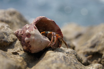 crab on beach