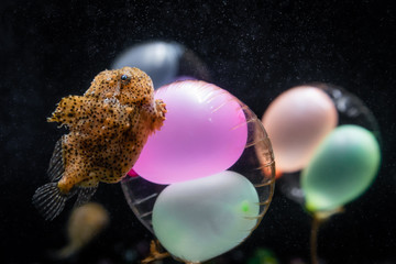 Cute small deep sea fish on colorful small balloon in Osaka aquarium. © sommart
