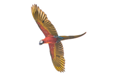 Parrot flying on sky.