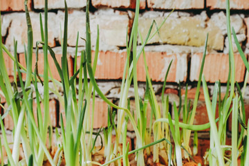 Close up onion grows in lot for gardening 