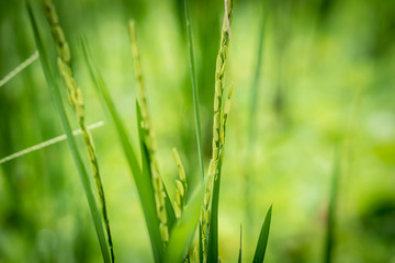 Fototapeta na wymiar Closeup view of rice ear with blurred background of rice terraces before harvest season in Asia
