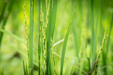 Closeup view of rice ear with blurred background of rice terraces before harvest season in Asia