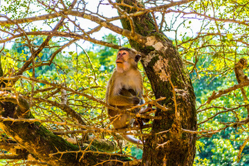 Monkeys in Sigiriya, Sri lanka