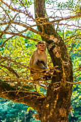 Monkeys in Sigiriya, Sri lanka