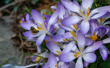 purple flowers - crocus in the garden