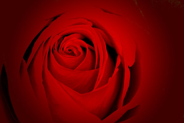 Beautiful romantic red rose macro closeup with dark vignette for valentine's day