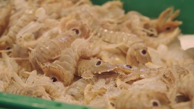 Brown Mantis Shrimp on ice in a fish market in Spain, Close Up Detail
