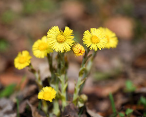 Tussilago farfara medicinal plant, the first flowers of the early spring