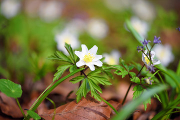 Anemone sylvestris. First spring flowers