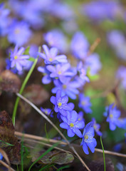 Blooming in the spring forest Hepatica nobilis