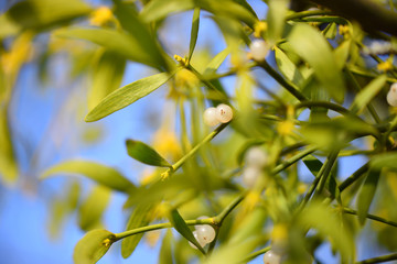 Mistletoe with whitw berries - Viscum album White berries on mistletoe