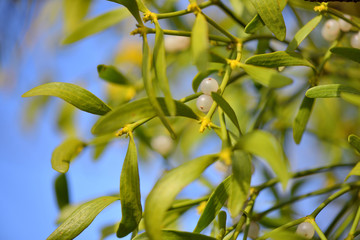 Mistletoe with whitw berries - Viscum album White berries on mistletoe