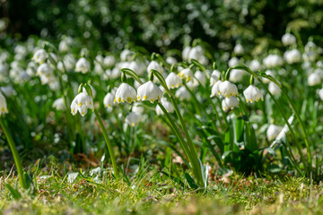 snowdrops or snowflakes in the forest