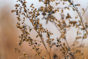 A sprig of tarragon, dried seeds on the Bush, in the cold season, winter and early spring.Spicy plant with blurred background. Beautiful natural texture, delicate natural pattern.