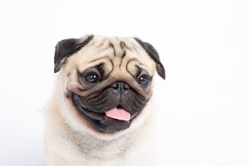 Cute pet dog pug breed smile with happiness feeling so funny and making serious face isolated on white background,Purebred pug dog healthy Concept
