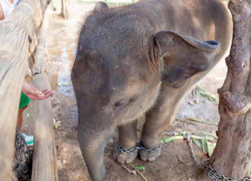 Baby elephant chained in the elephant camp site in Kanchanaburi, Thailand February 15, 2012
