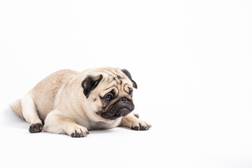 Cute pet dog pug breed lying and smile so funny and making serious and angry face isolated on white background