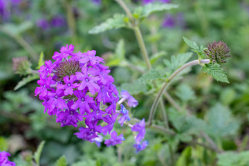 Vibrant purple flower blooming in the garden with green foliage background ~PURPLE HAZE~