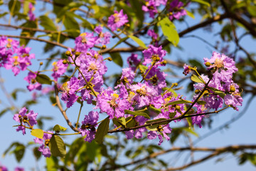 pink flowers in spring