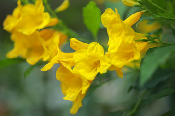 Obraz premium Allamanda Yellow Allamanda with many layers petals, Oleander Allamanda, Bush Allamanda. Scientific name
