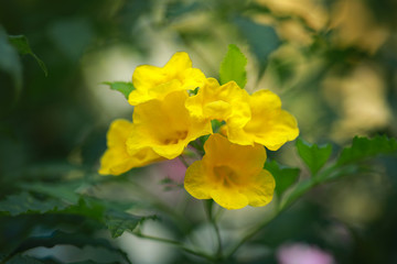 Obraz na płótnie Canvas Allamanda Yellow Allamanda with many layers petals, Oleander Allamanda, Bush Allamanda. Scientific name