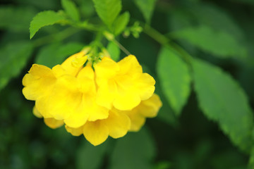 Allamanda Yellow Allamanda with many layers petals, Oleander Allamanda, Bush Allamanda. Scientific name