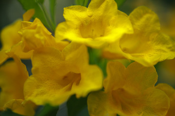 Fototapeta premium Allamanda Yellow Allamanda with many layers petals, Oleander Allamanda, Bush Allamanda. Scientific name
