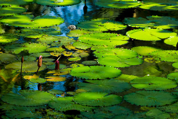 lotus leaf and flower in the pond