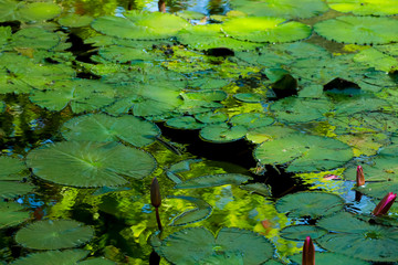 lotus leaf and flower in the pond