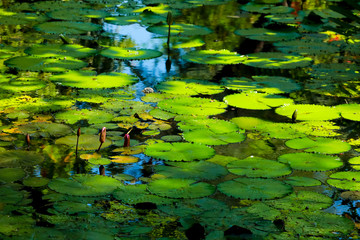 lotus leaf and flower in the pond