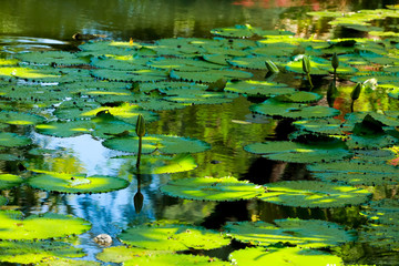lotus leaf and flower in the pond
